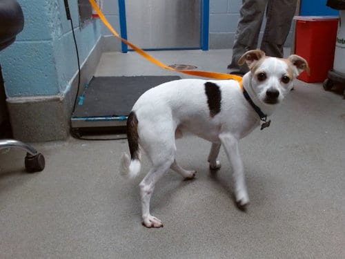 Photo of Jack, adoptable Jack Russell Terrier (Parson Russell Terrier) in Albuquerque, New Mexico