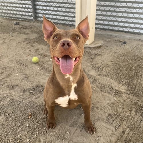 Photo of Moosey, adoptable American Pit Bull Terrier in Thousand Palms, California
