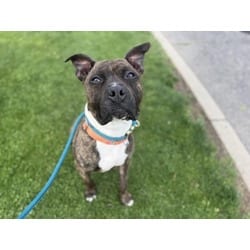 Photo of Atreyu, adoptable Terrier (Unknown Type, Medium) in Wantagh, New York