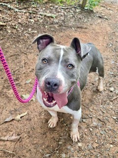 Photo of Deja Vu, adoptable Pit Bull Terrier in Clyde, North Carolina