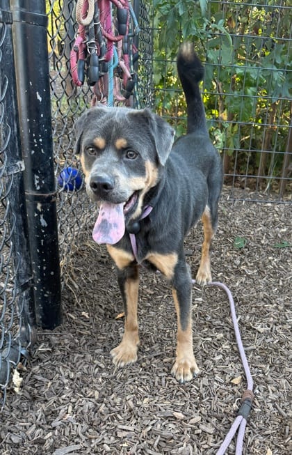 Photo of Glasgow, adoptable dog in Chamblee, Georgia