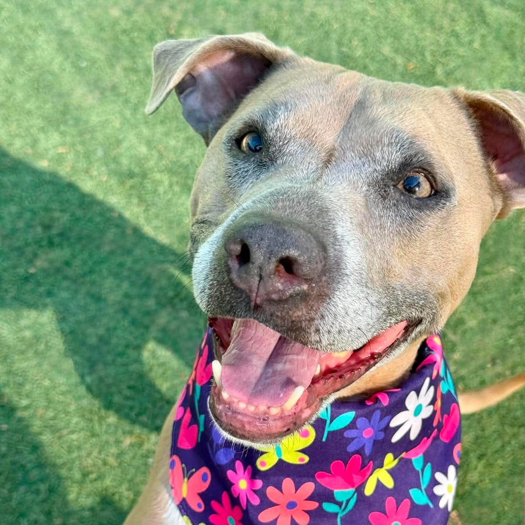 Photo of Stevie Licks, adoptable Terrier, American Pit Bull in Henderson, Nevada