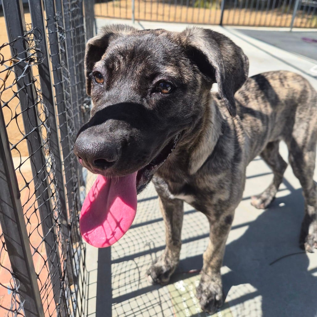 Photo of Sage, adoptable Shepherd, Anatolian / Mixed Breed (Medium) in Riverside, California