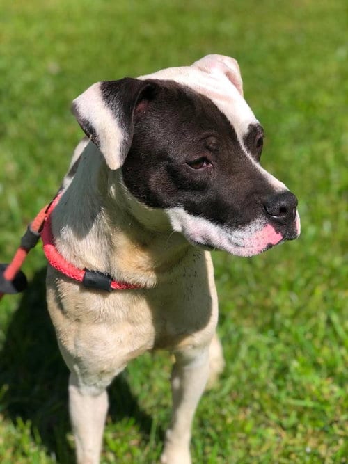 Photo of Bandit, adoptable American Pit Bull Terrier in Elkins, West Virginia