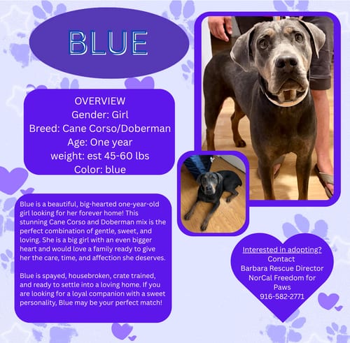 Photo of Blue, adoptable Cane Corso Mastiff in Rancho Cordova, California