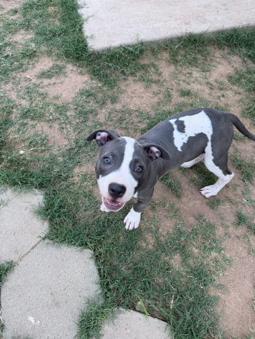 Photo of Chloe #13, adoptable American Pit Bull Terrier in Chandler, Arizona