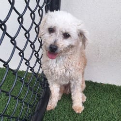 Photo of Cider 3156, adoptable Poodle (Toy or Tea Cup) in Loxahatchee, Florida