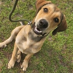 Photo of Buck 5701, adoptable Mixed Breed (Large) in Loxahatchee, Florida
