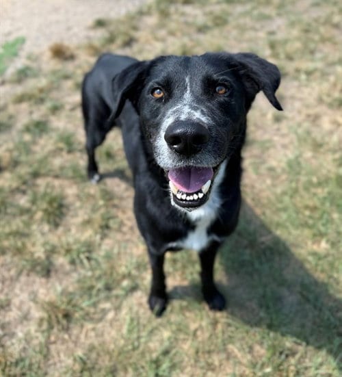 Photo of A432650, adoptable Labrador Retriever in Conroe, Texas