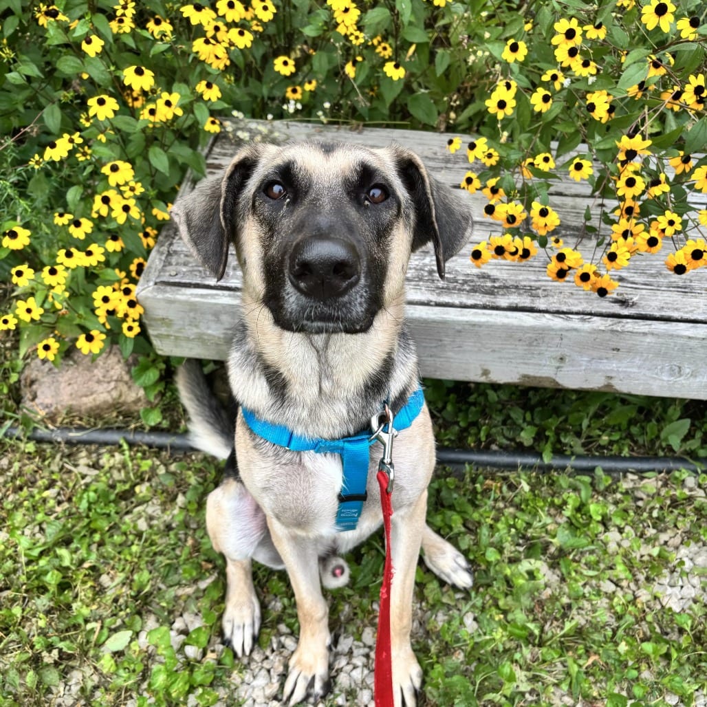 Photo of Brutus, adoptable Shepherd, German / Mix in South Elgin, Illinois