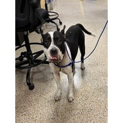 Photo of Nina, adoptable Terrier (Unknown Type, Medium) in Doral, Florida