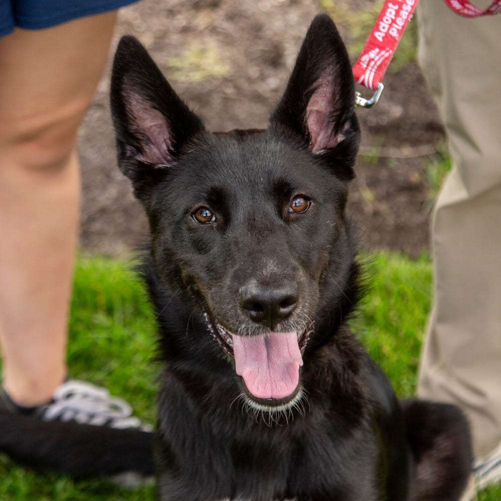 Photo of Fae, adoptable German Shepherd Dog in Bloomfield, Connecticut
