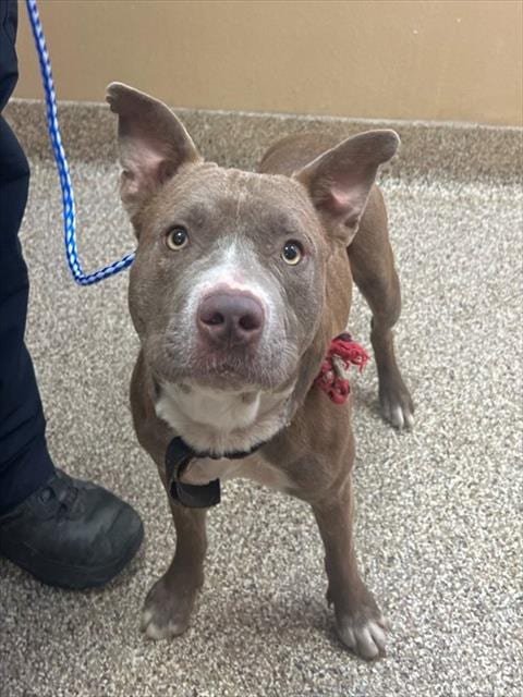 Photo of Taz, adoptable Pit Bull Terrier in Thousand Palms, California
