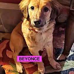 Photo of Beyonce, adoptable Labrador Retriever Mutt in EAST FALMOUTH, Massachusetts