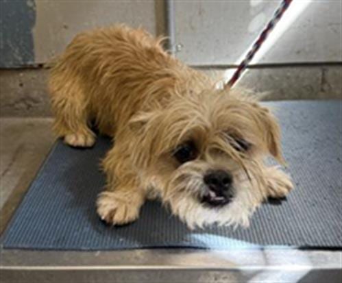 Photo of Hoisin, adoptable Cairn Terrier in Camarillo, California