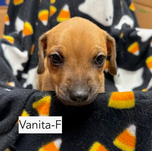 Photo of Vanita, adoptable Chihuahua in Gilberts, Illinois