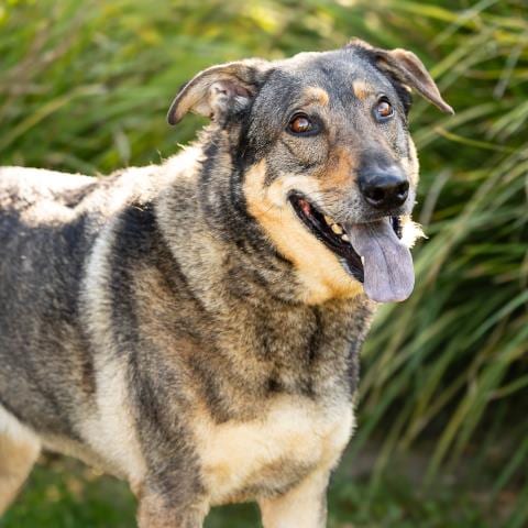 Photo of Hank, adoptable German Shepherd Dog in Camarillo, California