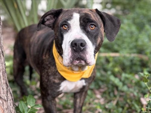 Photo of Tigeresa, adoptable Pit Bull Terrier in San Pedro, California