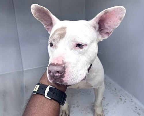 Photo of A662733, adoptable American Bulldog in Houston, Texas