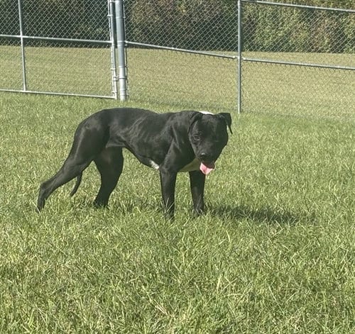 Photo of Girl, adoptable Pit Bull Terrier in Forestville, Maryland