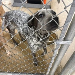 Photo of Nemo, adoptable Australian Cattle Dog in Ringgold, Georgia