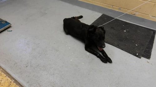 Photo of Buddy, adoptable Labrador Retriever in Tulsa, Oklahoma
