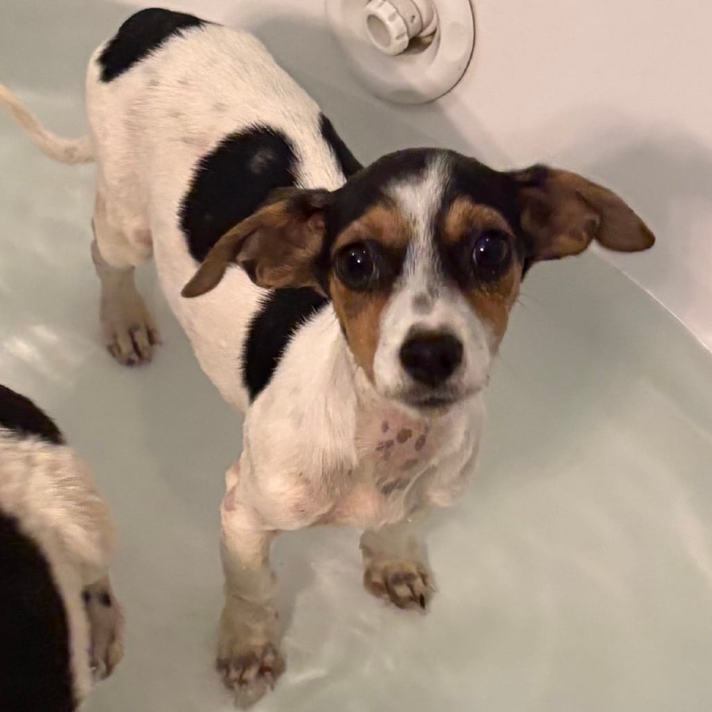 Photo of Blair, adoptable Terrier, Jack Russell in Hinesville, Georgia