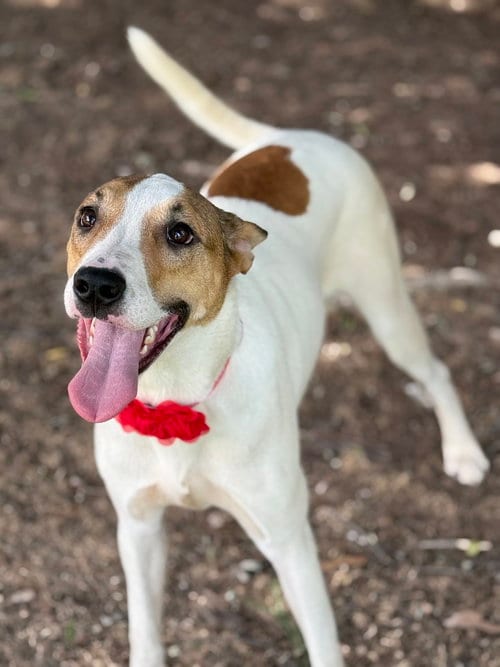 Photo of Nephie, adoptable Pointer in Phoenix, Arizona