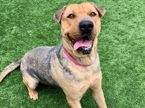 Photo of Ling Ling, adoptable Chinese Shar-Pei in Moreno Valley, California