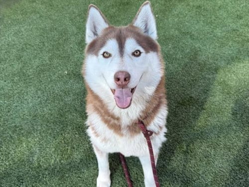 Photo of Toa, adoptable Husky in Los Angeles, California