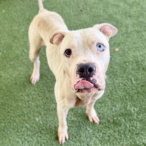 Photo of Dug, adoptable Boxer in Tavares, Florida