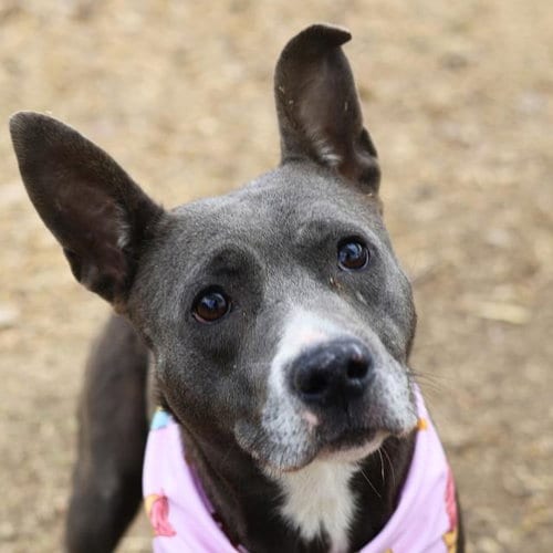 Photo of Teacup, adoptable Staffordshire Bull Terrier in San Antonio, Texas