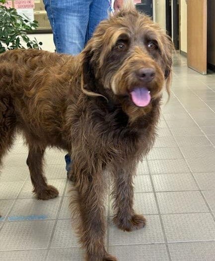 Photo of Spinner, adoptable Poodle (unknown type) in Evergreen, Colorado