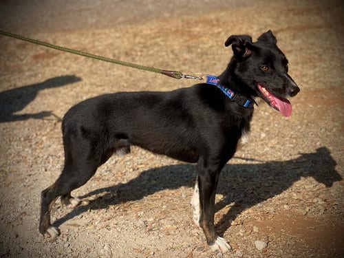 Photo of Barkley, adoptable Border Collie in San Andreas, California