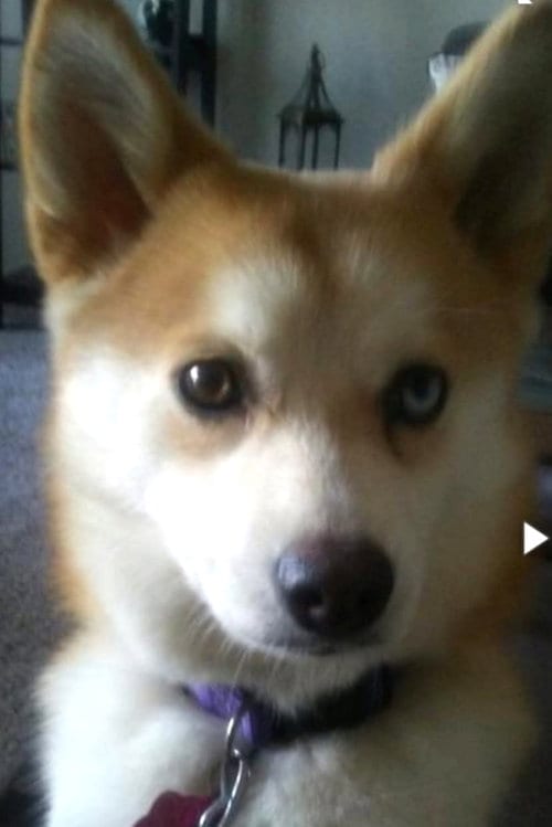 Photo of Hazel, adoptable Pomeranian in Wheaton, Illinois
