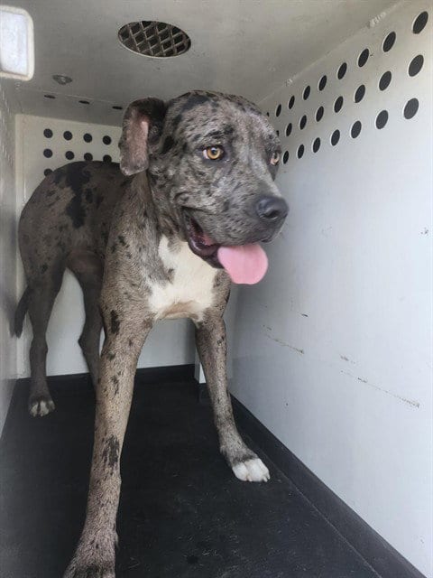 Photo of A171729, adoptable Pit Bull Terrier in Bakersfield, California