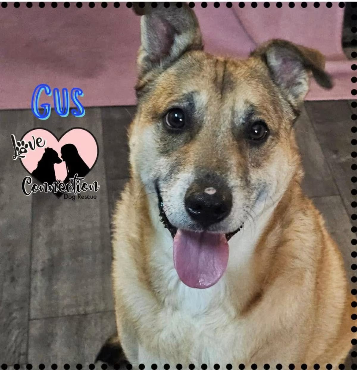 Photo of Gus, adoptable Australian Shepherd in Gilbert, Arizona