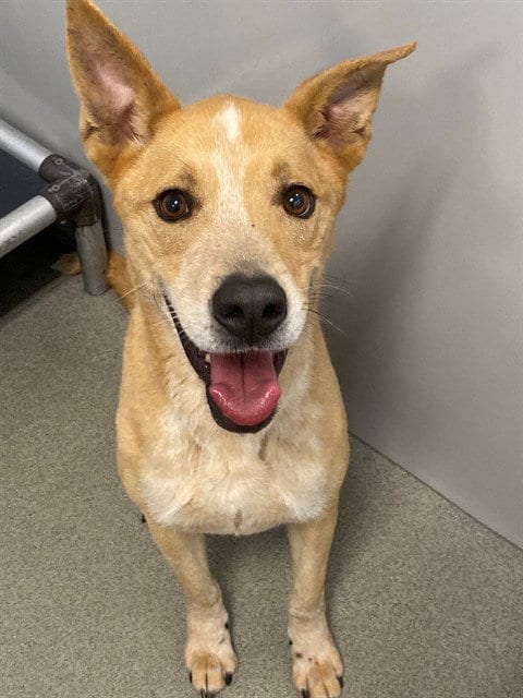 Photo of Nova, adoptable Labrador Retriever in Fayetteville, North Carolina