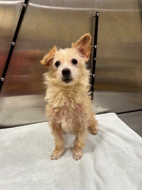 Photo of Twinkie, adoptable Cairn Terrier in Baldwin, Maryland