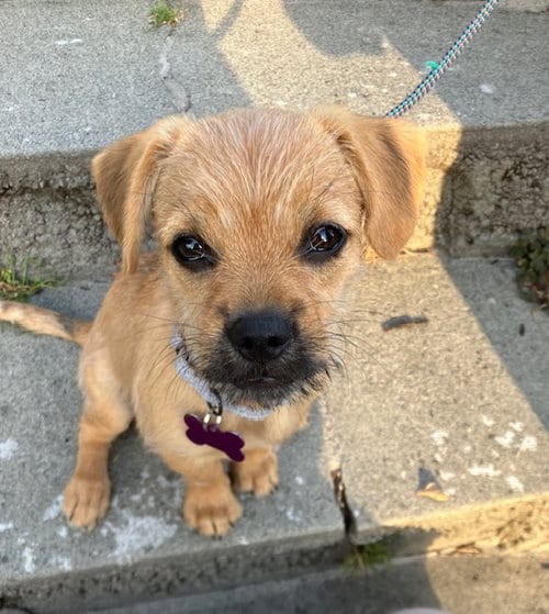 Photo of Sunny, adoptable Spaniel in Seattle, Washington