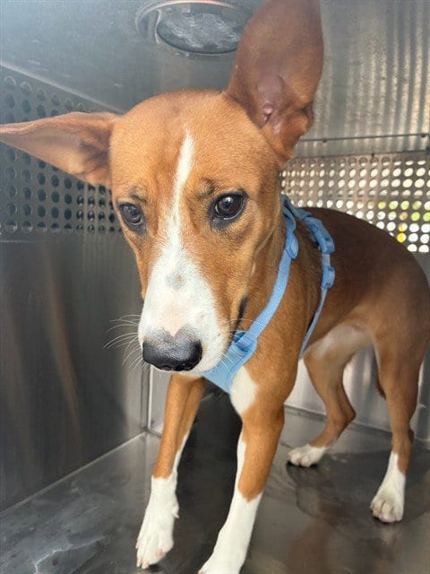 Photo of Meadow, adoptable Basenji in Mesa, Arizona