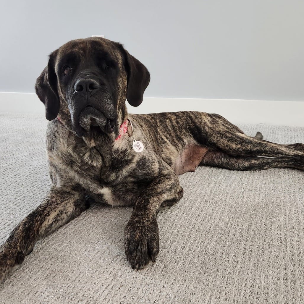 Photo of Gisele, adoptable Mastiff in Raleigh area, North Carolina