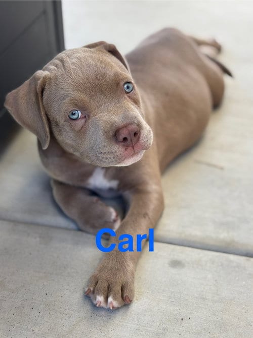 Photo of Dolly’s Dreamers - Carl, adoptable American Staffordshire Terrier in San Diego, California