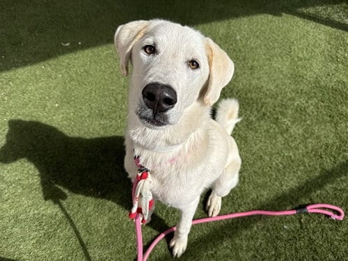 Photo of Daenerys, adoptable Labrador Retriever in Phoenix, Arizona
