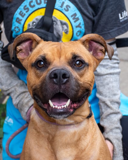 Photo of Australian Kangaroo, adoptable dog in Chamblee, Georgia