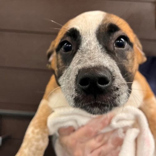 Photo of Leia, adoptable Unknown breed in Rancho Santa Fe, California