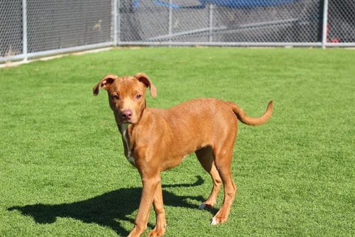 Photo of Jolyne, adoptable American Staffordshire Terrier in Grand Prairie, Texas
