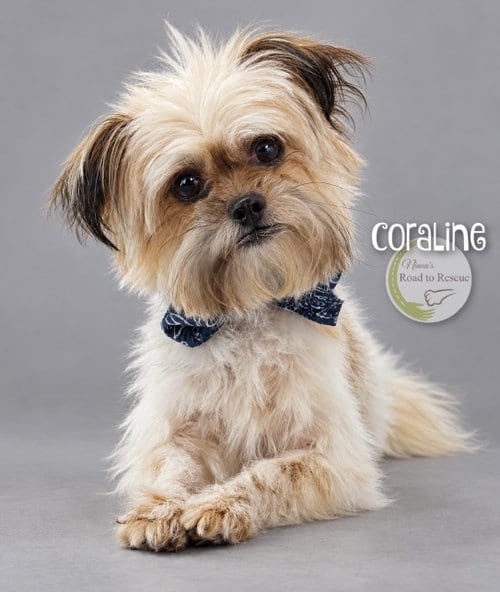Photo of Coraline, adoptable Shih Tzu in Benton, Louisiana