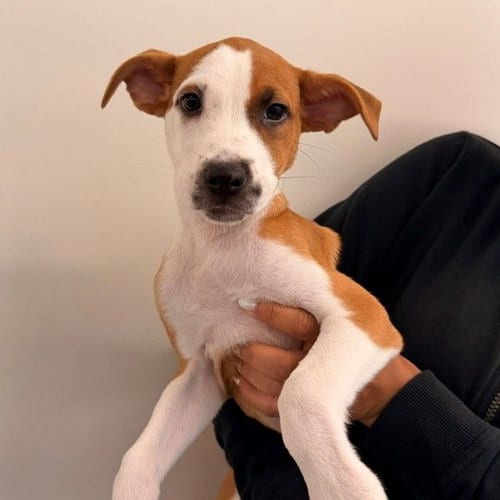 Photo of Rosemary, adoptable Unknown breed in Rancho Santa Fe, California