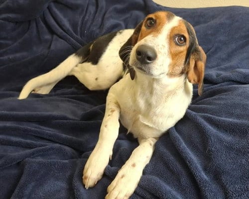 Photo of Zoe, adoptable Hound in Rockwall, Texas